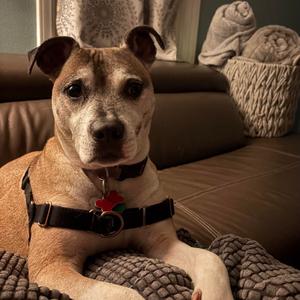 Mercy, Mixed Breed (Medium), senior, available for adoption