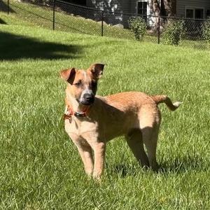 Tex, Mixed Breed (Medium), puppy, available for adoption