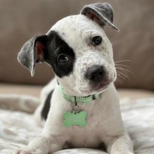Pickles, Mixed Breed (Medium), puppy, available for adoption