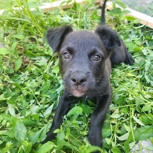 Winnie, Mixed Breed (Medium), puppy, available for adoption