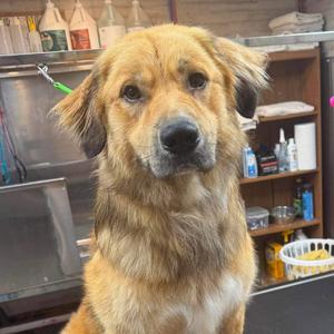Gunthry, Mixed Breed (Large), adult, available for adoption