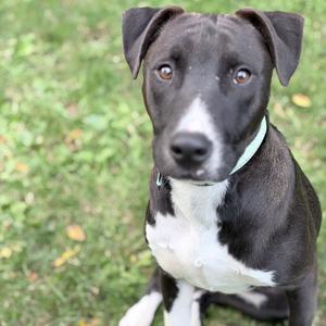 A black and white dog with a white chest and a light blue collar, sitting on grass and looking directly at the camera.