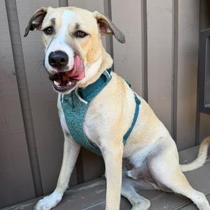 Winston, Mixed Breed (Medium), adult, available for adoption