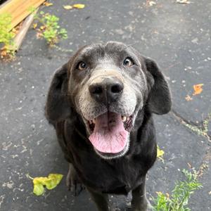 Tank, Mixed Breed (Large), adult, available for adoption
