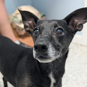 Ember, Chihuahua, Short Coat, adult, available for adoption