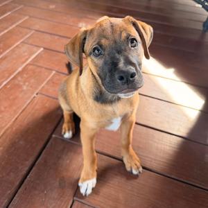 Pecan, Mixed Breed (Medium), puppy, available for adoption