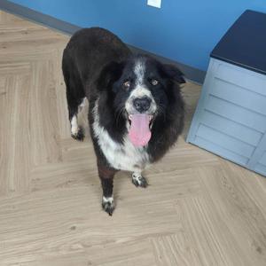 Bandit, Mixed Breed (Large), senior, available for adoption
