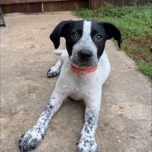 Tilly, Mixed Breed (Medium), puppy, available for adoption