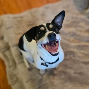 Magnus (bonded with Ziggy), Terrier, Jack Russell, senior, available for adoption
