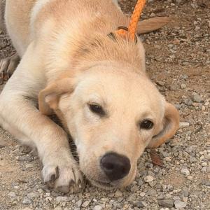 A light-colored puppy lying on a gravel surface, looking directly at the camera with a calm expression. The puppy has floppy ears and a black nose, and an orange leash is visible around its neck.