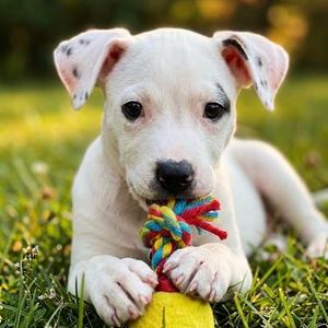 Tater, Mixed Breed (Medium), puppy, available for adoption