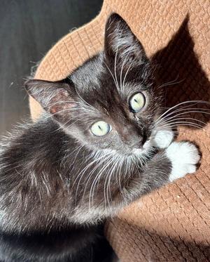 Paula, kitten, available for adoption