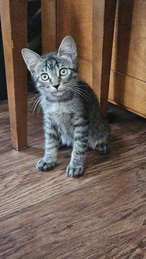 Mr. Beans, kitten, available for adoption