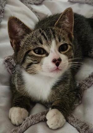 Oliver (bonded with Tiggy), kitten, available for adoption
