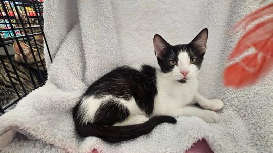 Panda, kitten, available for adoption