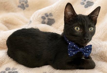 Jeremy, kitten, available for adoption