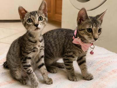 Aurora & Zelda, available for adoption