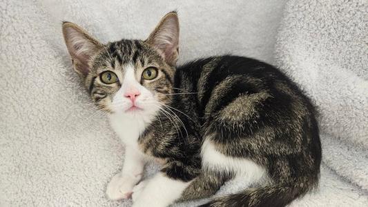 Marbles, kitten, available for adoption