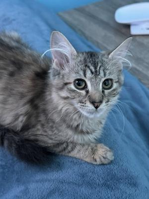 Cinder (bonded with Midnight and Fluffy), kitten, available for adoption