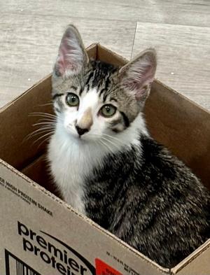 Al, kitten, available for adoption