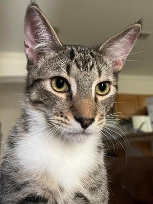 Clifford, kitten, available for adoption