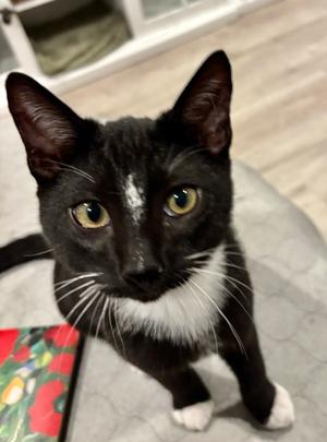 Harry, young, available for adoption