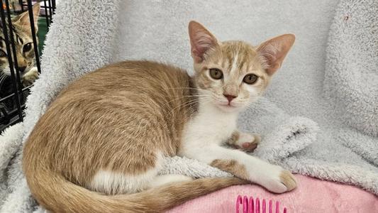 A light brown and white cat with large ears and green eyes is lying on a soft, gray blanket. The cat is looking directly at the camera with a calm expression. In the background, there is a black wire cage with another cat partially visible.