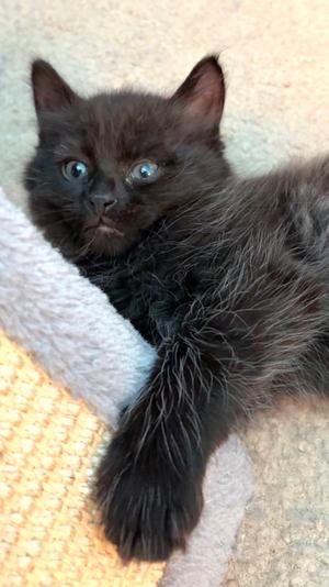 Fluffy (bonded with Midnight and Cinder), kitten, available for adoption