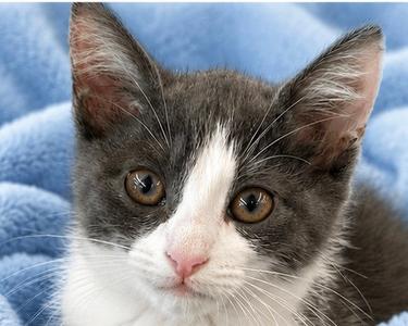 Catrick Swayze, kitten, available for adoption