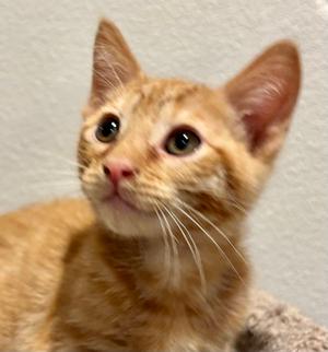 George, young, available for adoption