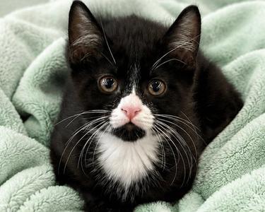 Gorp, kitten, available for adoption