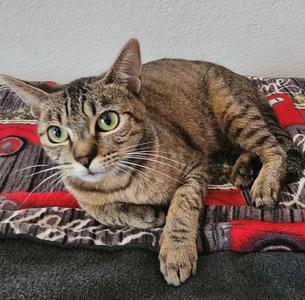 Opal, adult, available for adoption