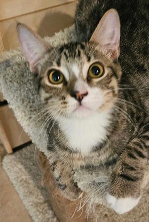 Loki, kitten, available for adoption
