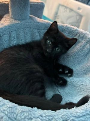 Midnight (bonded with Fluffy and Cinder), kitten, available for adoption