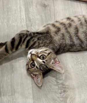 Cindy - See Video!!, kitten, available for adoption
