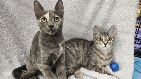 Two gray tabby cats sitting on a white towel, one looking directly at the camera and the other looking slightly to the side. A blue ball is visible near the second cat.