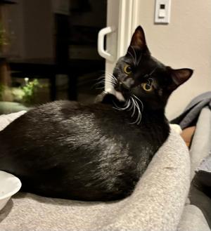 Jasper, kitten, available for adoption