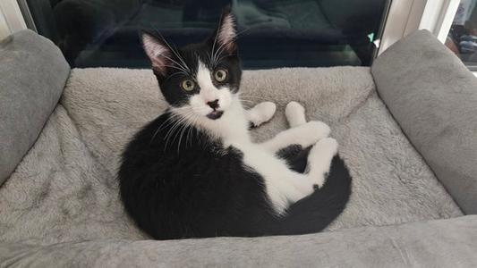 Beethoven, kitten, available for adoption