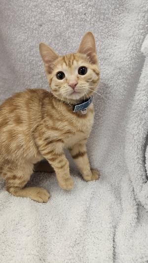 A small orange tabby kitten with large eyes and a blue collar, sitting on a soft white blanket.