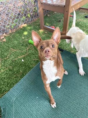A small brown and white dog with large ears standing on a green mat, looking up at the camera.