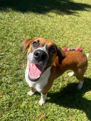 Tony, Mixed Breed, young, available for adoption