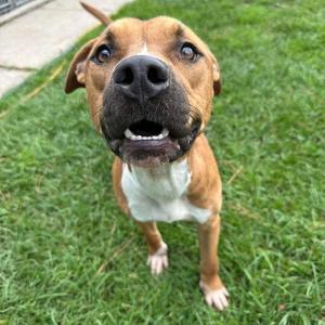 Lightning, Mixed Breed, young, available for adoption