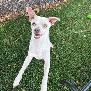 Willy, Chihuahua, adult, available for adoption