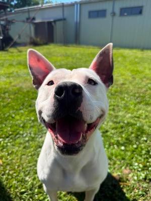 Shorty Girl, Mixed Breed, adult, available for adoption