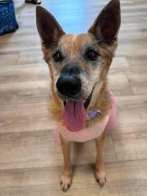 A dog with a pink sweater and a blue collar, sitting on a wooden floor.