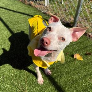 Phil, Chihuahua / Terrier, adult, available for adoption