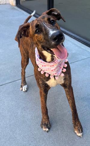 Penelope, Hound Mix, young, available for adoption