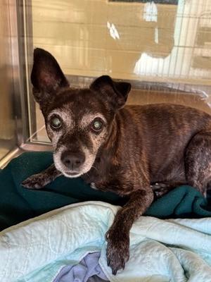 Jeremiah, Chihuahua - Smooth Coated Mix, senior, available for adoption