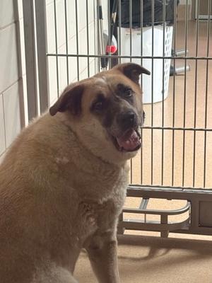 Sky, German Shepherd Dog Mix, senior, available for adoption