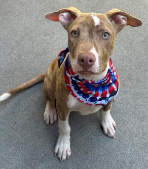Eugene, Pit Bull Terrier Mix, puppy, available for adoption